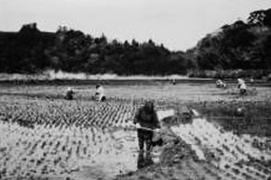 昭和３０年代の片野鴨池